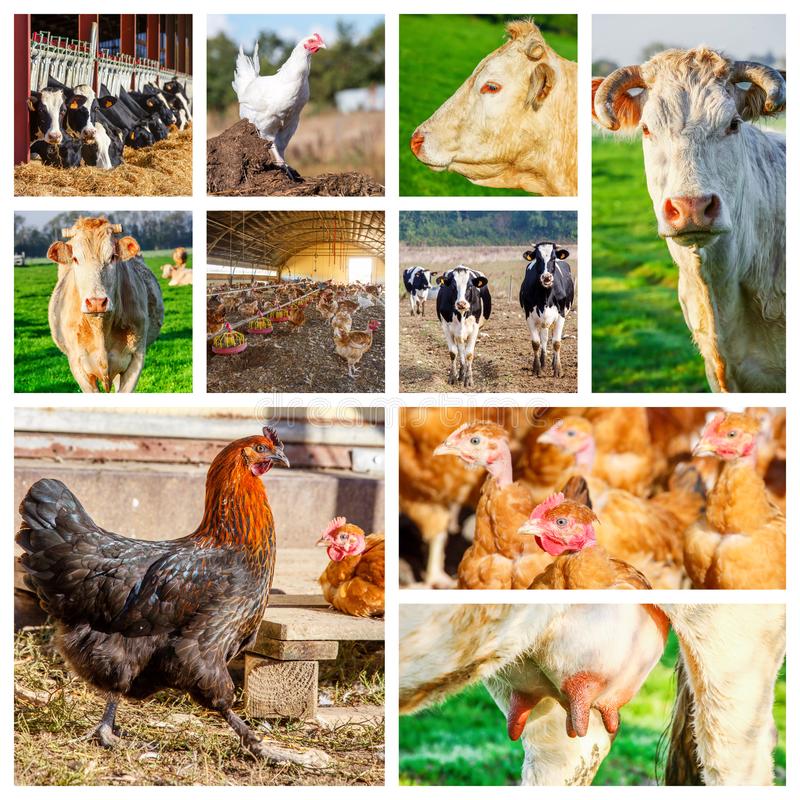 Cattle & Poultry
